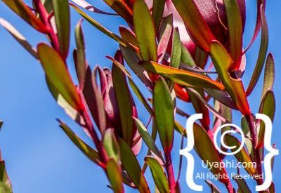 Kirstenbosch Botanical Gardens