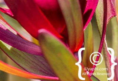 Photos of Kirstenbosch Gardens