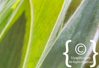 Photos of Kirstenbosch Gardens