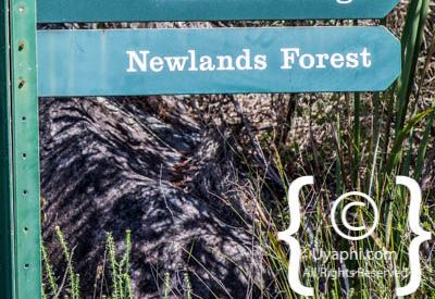 Photos of Kirstenbosch Gardens