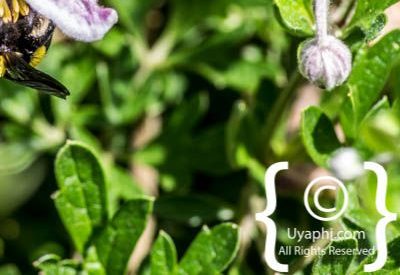 Photos of Kirstenbosch Gardens