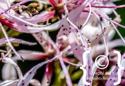 Photos of Kirstenbosch Gardens