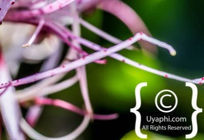 Photos of Kirstenbosch Gardens