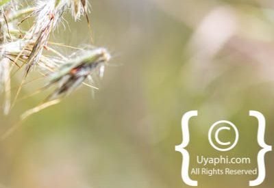 Photos of Kirstenbosch Gardens