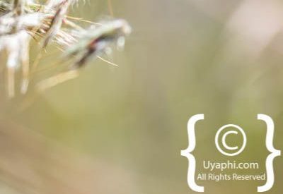 Photos of Kirstenbosch Gardens