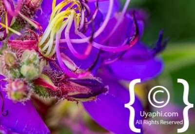 Photos of Kirstenbosch Gardens