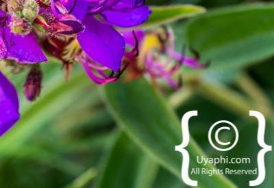 Photos of Kirstenbosch Gardens