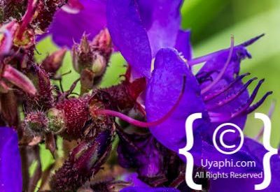 Photos of Kirstenbosch Gardens