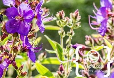 Photos of Kirstenbosch Gardens