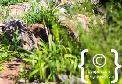 Kirstenbosch Botanical Gardens