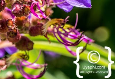 Photos of Kirstenbosch Gardens