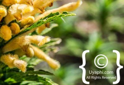 Photos of Kirstenbosch Gardens