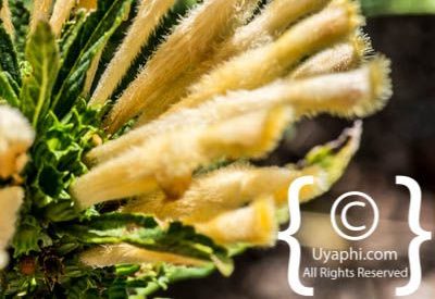 Photos of Kirstenbosch Gardens