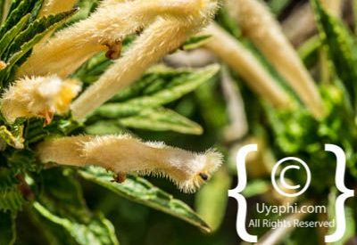 Photos of Kirstenbosch Gardens