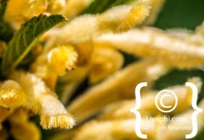 Photos of Kirstenbosch Gardens