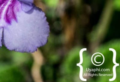 Kirstenbosch Botanical Gardens