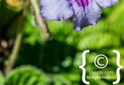 Kirstenbosch Botanical Gardens