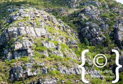 Kirstenbosch Botanical Gardens