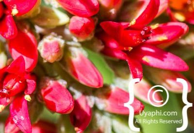 Kirstenbosch Botanical Gardens