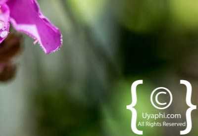 Kirstenbosch Botanical Gardens