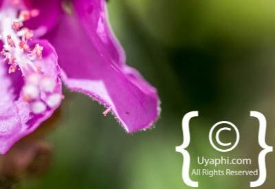 Kirstenbosch Botanical Gardens