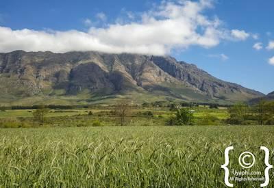 Tulbagh valley surrounded by mountain ranges Cape Winelands Western Cape South Africa