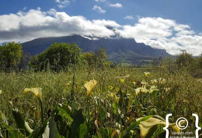 Tulbagh valley surrounded by mountain ranges Cape Winelands Western Cape South Africa