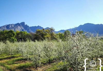 Panoramic Tulbagh valley fruit farms and mountains Western Cape Cape Winelands