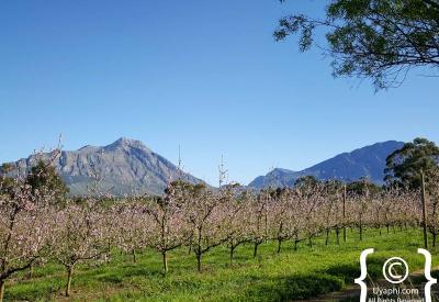 Tulbagh scenic hamlet Cape Winelands destination Western Cape South Africa