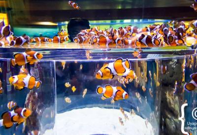 Two Oceans Aquarium marine exhibits Indian and Atlantic Ocean species Cape Town