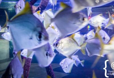 Children's Nemo exhibit Two Oceans Aquarium family attraction Cape Town