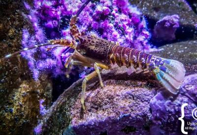 Children's Nemo exhibit Two Oceans Aquarium family attraction Cape Town