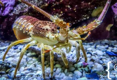 Children's Nemo exhibit Two Oceans Aquarium family attraction Cape Town