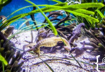 Jellyfish and sea invertebrates display Two Oceans Aquarium Cape Town
