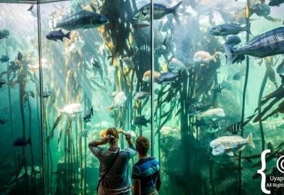 Kelp forest underwater habitat exhibit Two Oceans Aquarium Cape Town South Africa