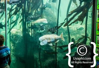 Cape Town Aquarium