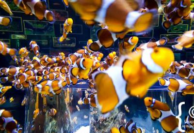 Two Oceans Aquarium marine exhibits Indian and Atlantic Ocean species Cape Town