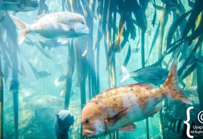Kelp forest underwater habitat exhibit Two Oceans Aquarium Cape Town South Africa