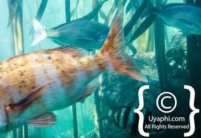 Cape Town Aquarium