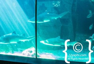Cape Town Aquarium