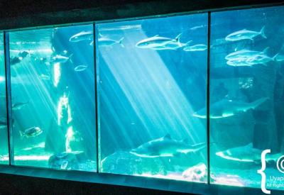 Kelp forest underwater habitat exhibit Two Oceans Aquarium Cape Town South Africa