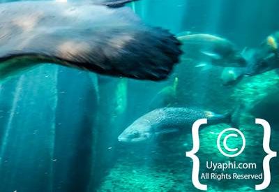 Cape Town Aquarium