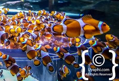 Cape Town Aquarium