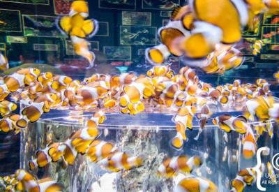 Two Oceans Aquarium marine exhibits Indian and Atlantic Ocean species Cape Town