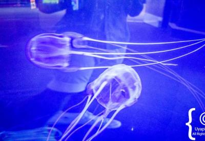Predator exhibit sharks and rays Two Oceans Aquarium Cape Town South Africa