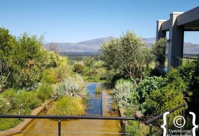 Waverley Hills organic vineyards Wolseley mountain backdrop Tulbagh Western Cape South Africa
