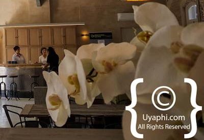 Oakhurst Olive Estate Photo Gallery