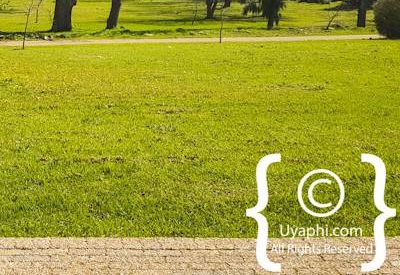 Oakhurst Olive Estate