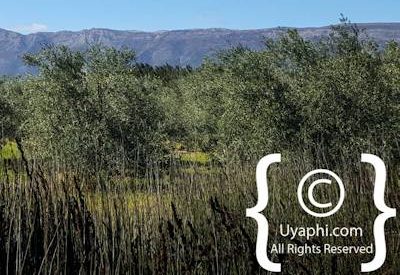 Saronsberg Photo Gallery