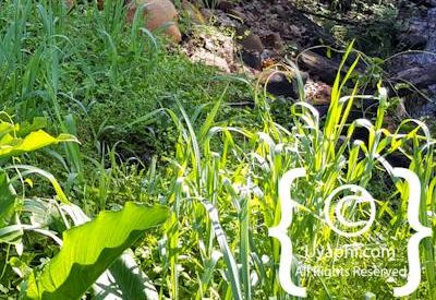 Tulbagh Image Gallery